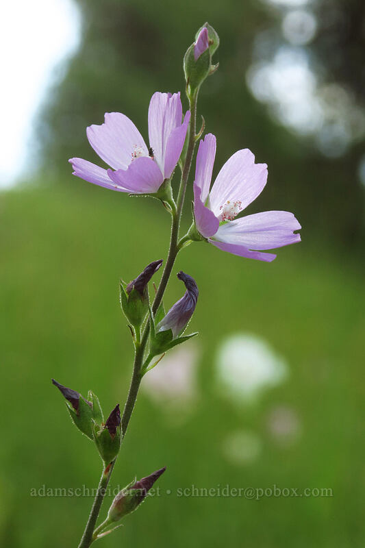 Oregon checker-mallow (Sidalcea oregana) [Forest Road 73, Wallowa-Whitman National Forest, Grant County, Oregon]