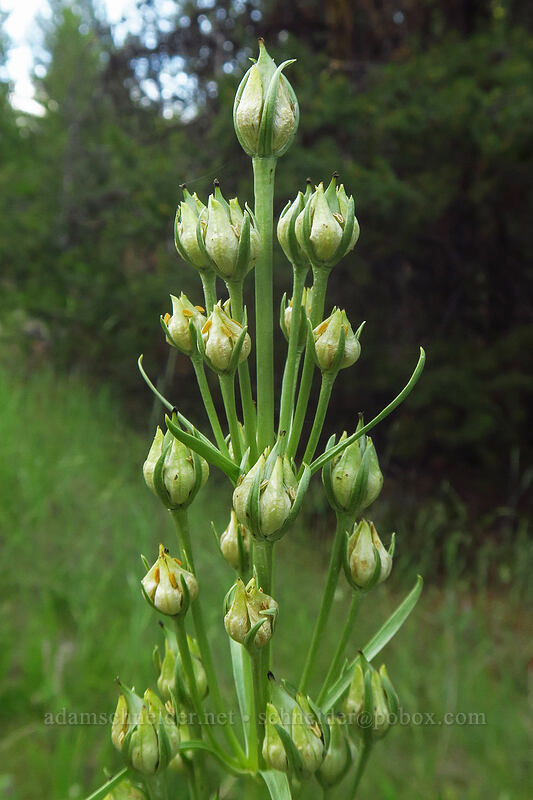monument plant, going to seed (Frasera speciosa) [Forest Road 73, Wallowa-Whitman National Forest, Grant County, Oregon]