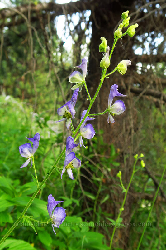 monkshood (Aconitum columbianum) [Granite Hill Road, Wallowa-Whitman National Forest, Grant County, Oregon]