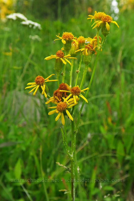 streambank groundsel/butterweed (Packera pseudaurea (Senecio pseudaureus)) [Granite Hill Road, Wallowa-Whitman National Forest, Grant County, Oregon]