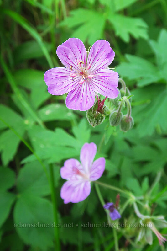 sticky geranium (Geranium viscosissimum) [Granite Hill Road, Wallowa-Whitman National Forest, Grant County, Oregon]