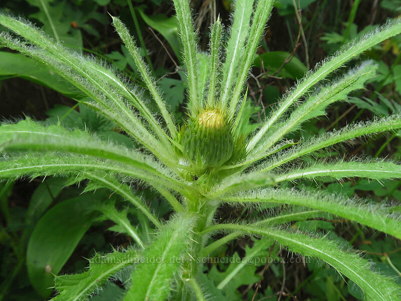elk thistle (Cirsium scariosum) [Granite Hill Road, Wallowa-Whitman National Forest, Grant County, Oregon]