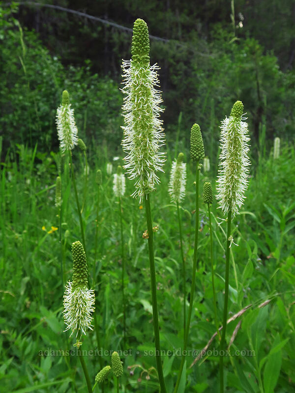 Sitka burnet (Sanguisorba stipulata (Sanguisorba sitchensis)) [Granite Hill Road, Wallowa-Whitman National Forest, Grant County, Oregon]