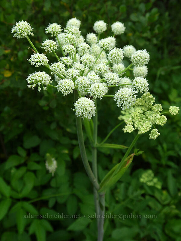sharp-tooth angelica (Angelica arguta) [Granite Hill Road, Wallowa-Whitman National Forest, Grant County, Oregon]