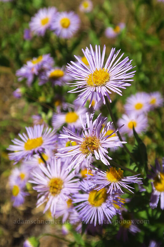 showy fleabane (Erigeron speciosus) [McClellan Trailhead, Malheur National Forest, Grant County, Oregon]