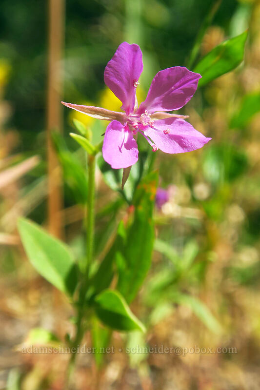 diamond clarkia (Clarkia rhomboidea) [Fields Peak Trail, Malheur National Forest, Grant County, Oregon]