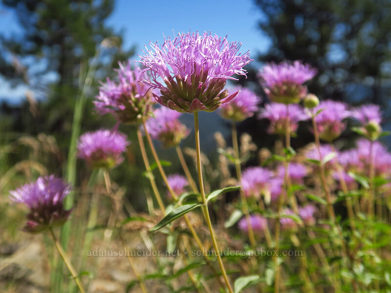 coyote mint (Monardella odoratissima) [Fields Peak Trail, Malheur National Forest, Grant County, Oregon]