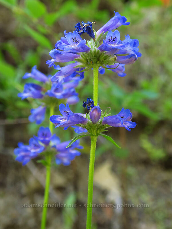 taper-leaf penstemon (Penstemon attenuatus) [Fields Peak Trail, Malheur National Forest, Grant County, Oregon]