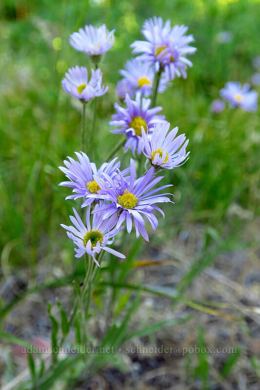 long-leaf fleabane (Erigeron corymbosus) [Fields Peak Trail, Malheur National Forest, Grant County, Oregon]
