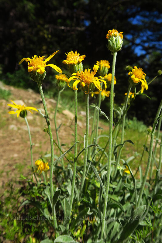 woolly goldenweed (Stenotus lanuginosus var. lanuginosus (Haplopappus lanuginosus)) [Fields Peak Trail, Malheur National Forest, Grant County, Oregon]