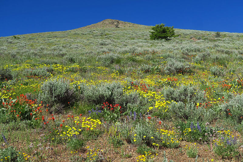 wildflowers [Fields Peak Trail, Malheur National Forest, Grant County, Oregon]