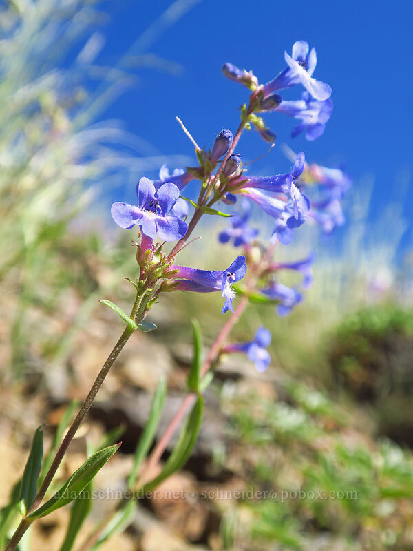 lowly penstemon (Penstemon humilis) [Fields Peak Trail, Malheur National Forest, Grant County, Oregon]