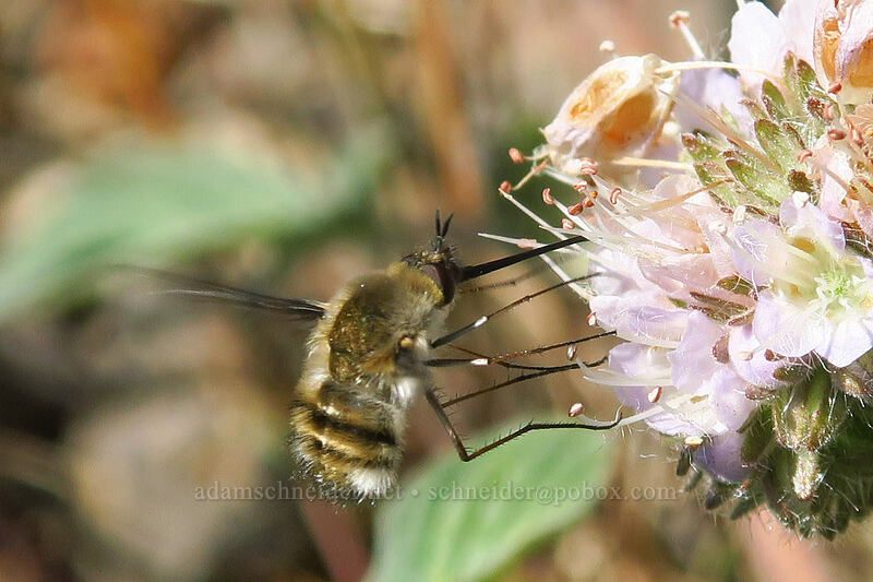 bee fly on virgate phacelia (Bombylius sp., Phacelia heterophylla ssp. virgata) [Fields Peak Trail, Malheur National Forest, Grant County, Oregon]