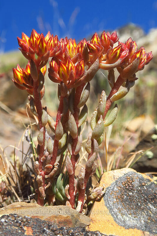 lance-leaf stonecrop, budding (Sedum lanceolatum) [Fields Peak Trail, Malheur National Forest, Grant County, Oregon]