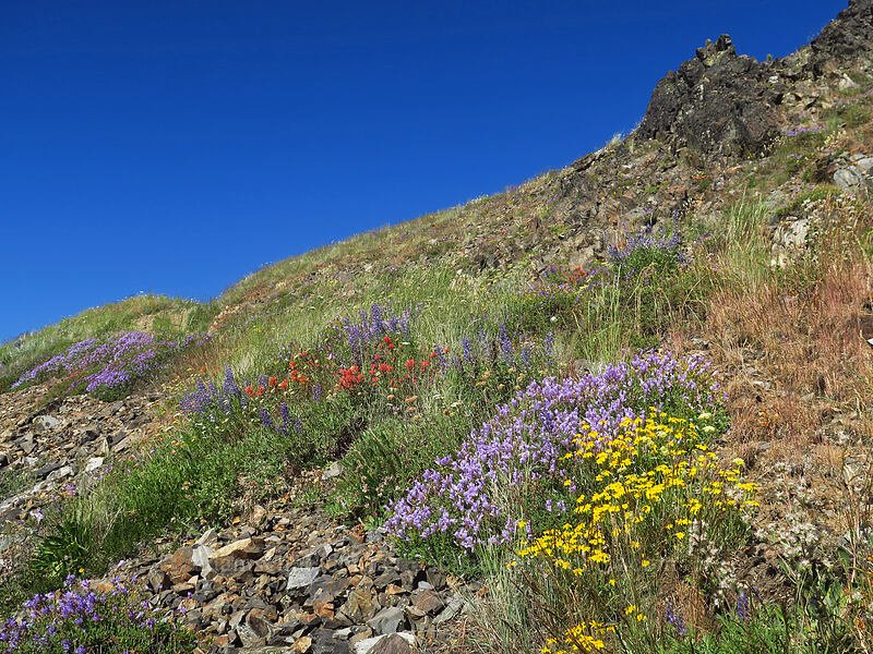 wildflowers [Fields Peak Trail, Malheur National Forest, Grant County, Oregon]