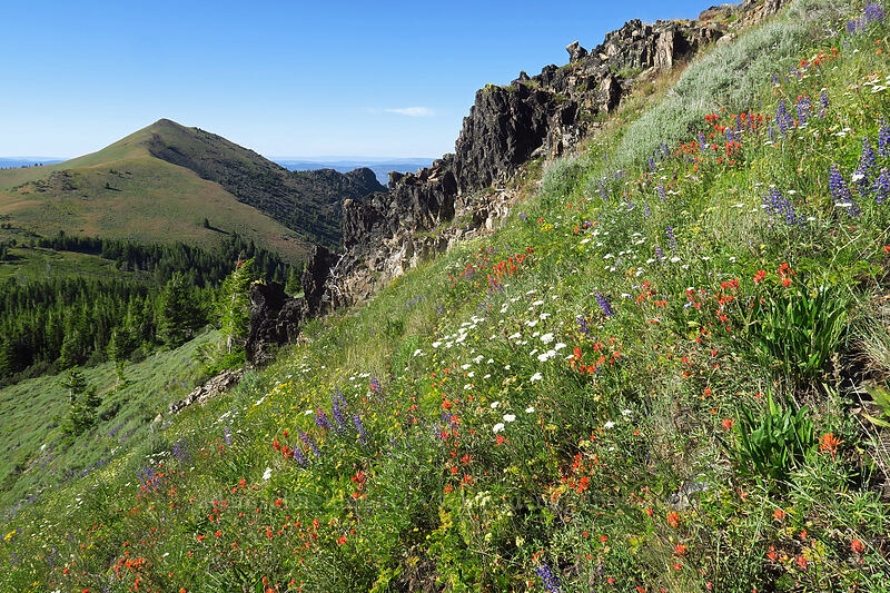 wildflowers [Fields Peak Trail, Malheur National Forest, Grant County, Oregon]
