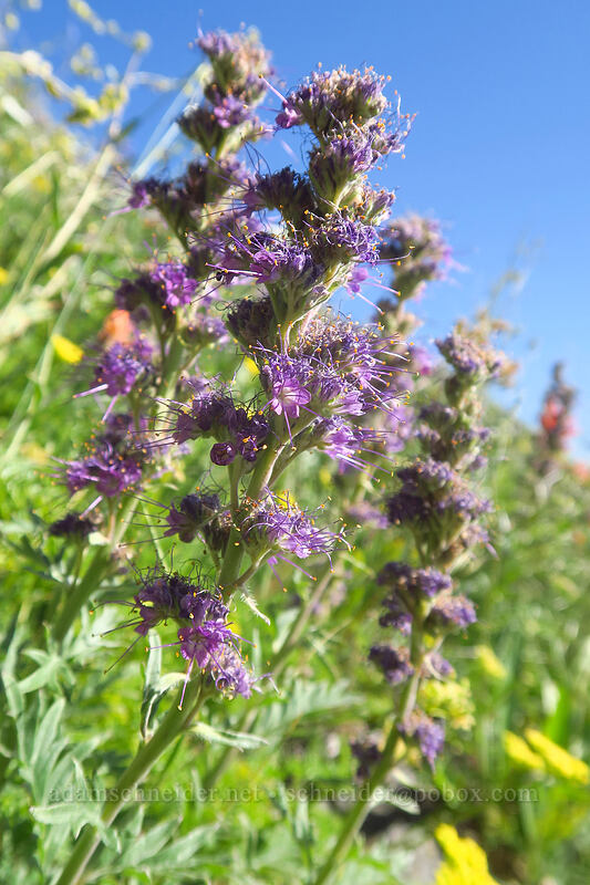 silky phacelia (Phacelia sericea) [Fields Peak Trail, Malheur National Forest, Grant County, Oregon]