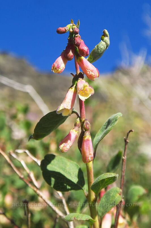 mountain snowberry flowers (Symphoricarpos rotundifolius) [Fields Peak Trail, Malheur National Forest, Grant County, Oregon]