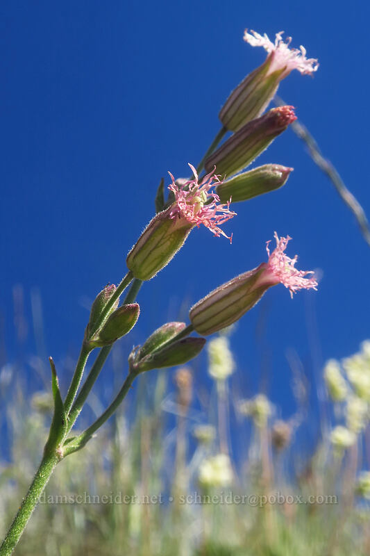 Oregon catchfly (Silene oregana) [Fields Peak Trail, Malheur National Forest, Grant County, Oregon]