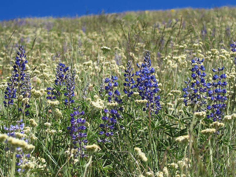 spurred lupine & pearly pussy-toes (Lupinus arbustus, Antennaria anaphaloides) [Fields Peak Trail, Malheur National Forest, Grant County, Oregon]