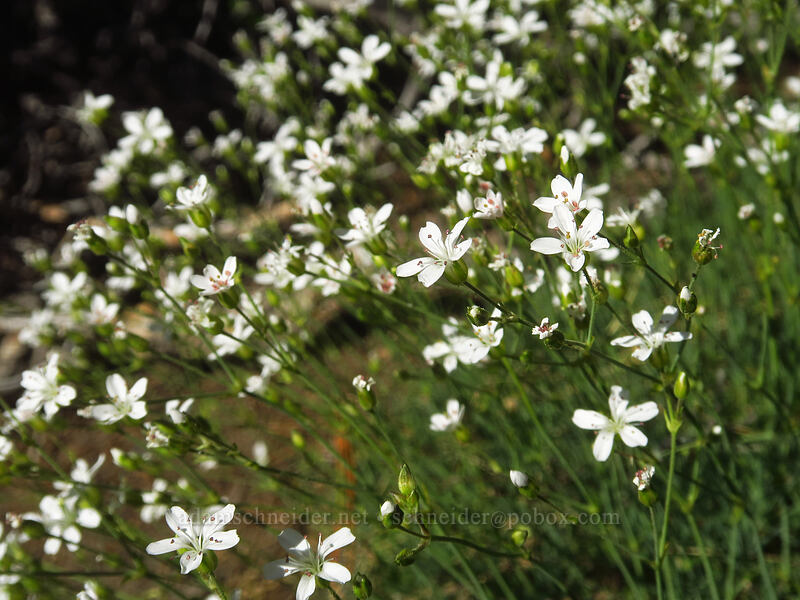 prickly sandwort (Eremogone aculeata (Arenaria aculeata)) [Fields Peak Trail, Malheur National Forest, Grant County, Oregon]
