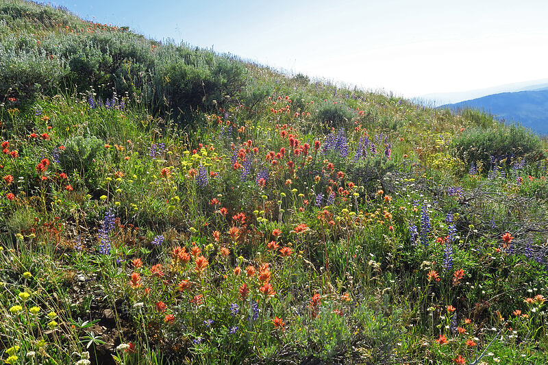wildflowers [Fields Peak Trail, Malheur National Forest, Grant County, Oregon]