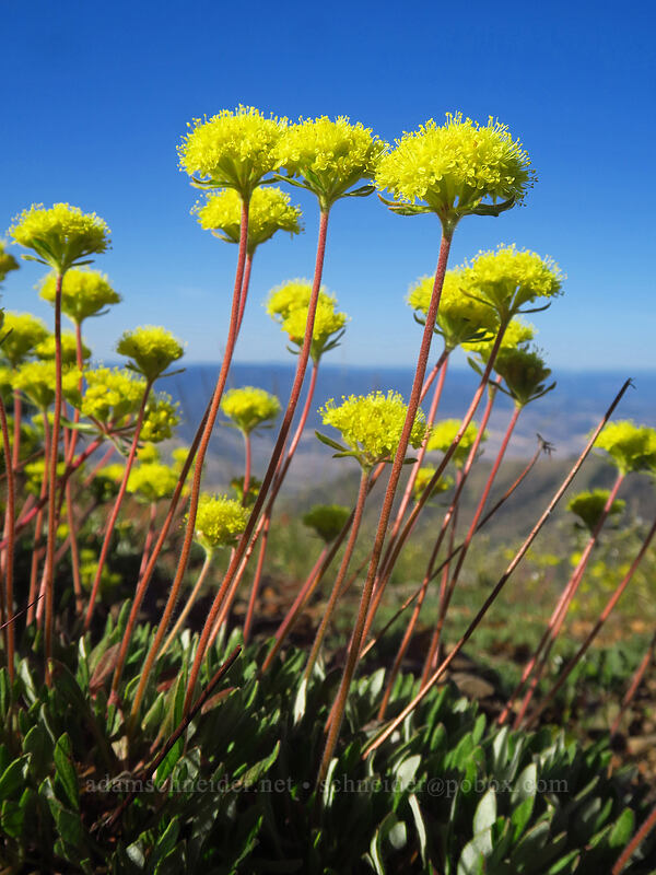 Piper's golden buckwheat (Eriogonum flavum var. piperi) [Fields Peak, Malheur National Forest, Grant County, Oregon]