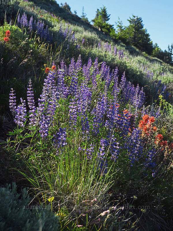 spurred lupine (Lupinus arbustus) [Fields Peak, Malheur National Forest, Grant County, Oregon]