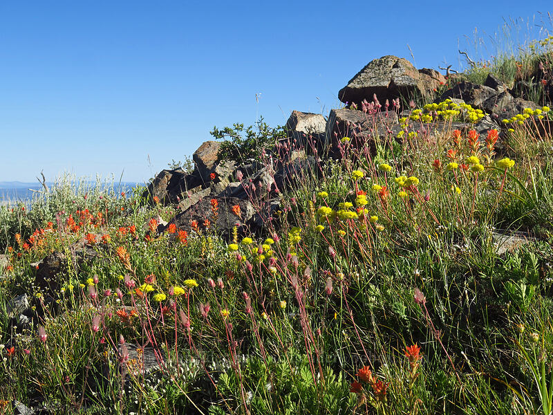wildflowers [Fields Peak, Malheur National Forest, Grant County, Oregon]