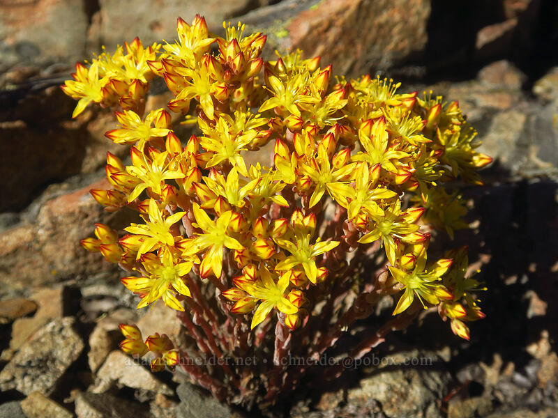 lance-leaf stonecrop (Sedum lanceolatum) [Fields Peak, Malheur National Forest, Grant County, Oregon]