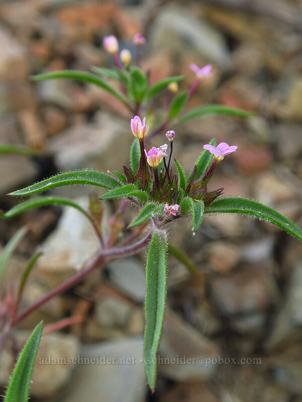 staining collomia (Collomia tinctoria) [Riley Creek Trail, Malheur National Forest, Grant County, Oregon]
