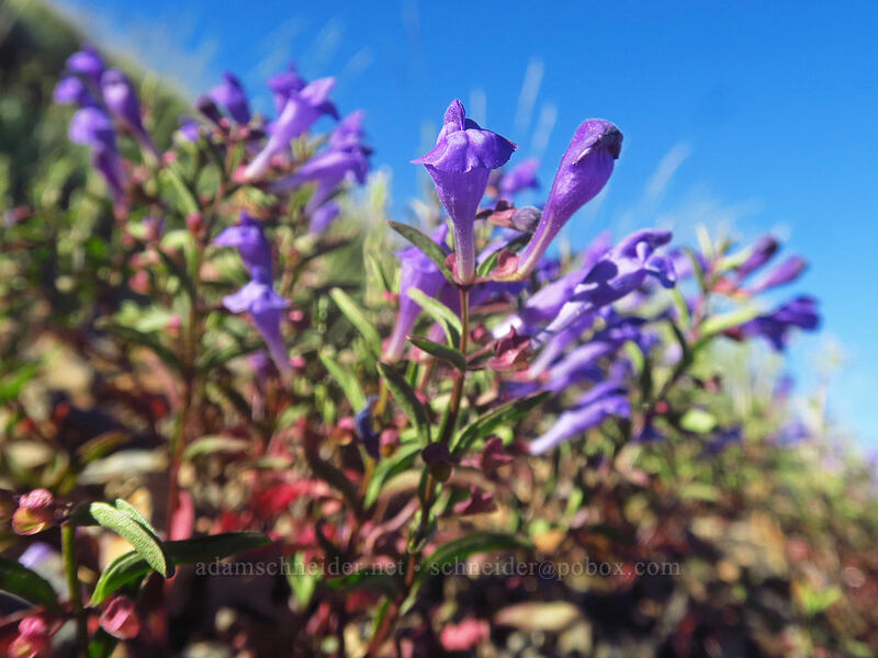 narrow-leaf skullcap (Scutellaria angustifolia) [Riley Creek Trail, Malheur National Forest, Grant County, Oregon]