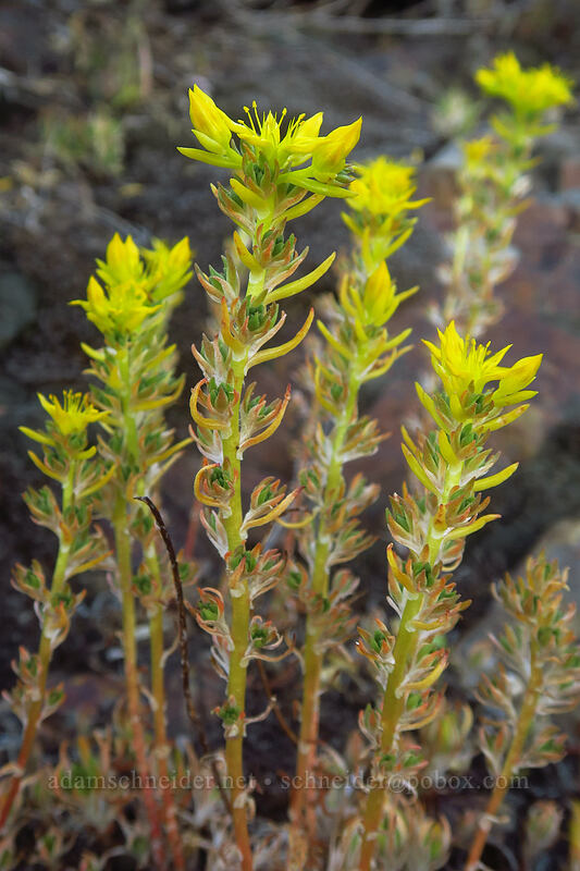 worm-leaf stonecrop (Sedum stenopetalum) [Riley Creek Trail, Malheur National Forest, Grant County, Oregon]