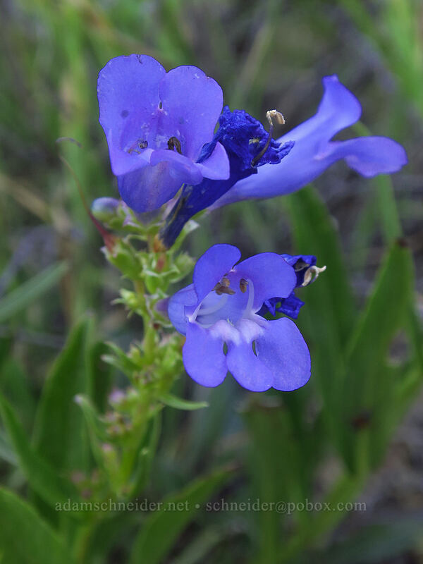 showy penstemon (Penstemon speciosus) [Riley Creek Trail, Malheur National Forest, Grant County, Oregon]