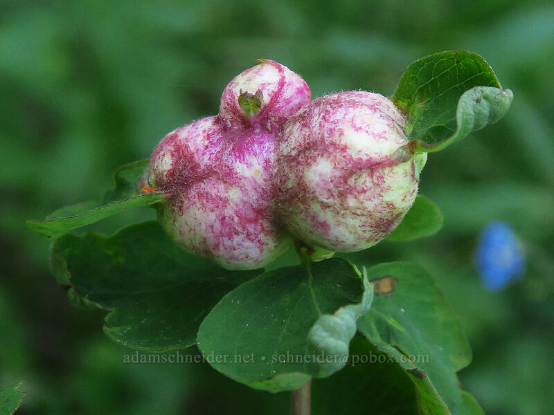bulbous-gall sawfly galls on snowberry (Blennogeneris spissipes, Symphoricarpos sp.) [Riley Creek Trail, Malheur National Forest, Grant County, Oregon]
