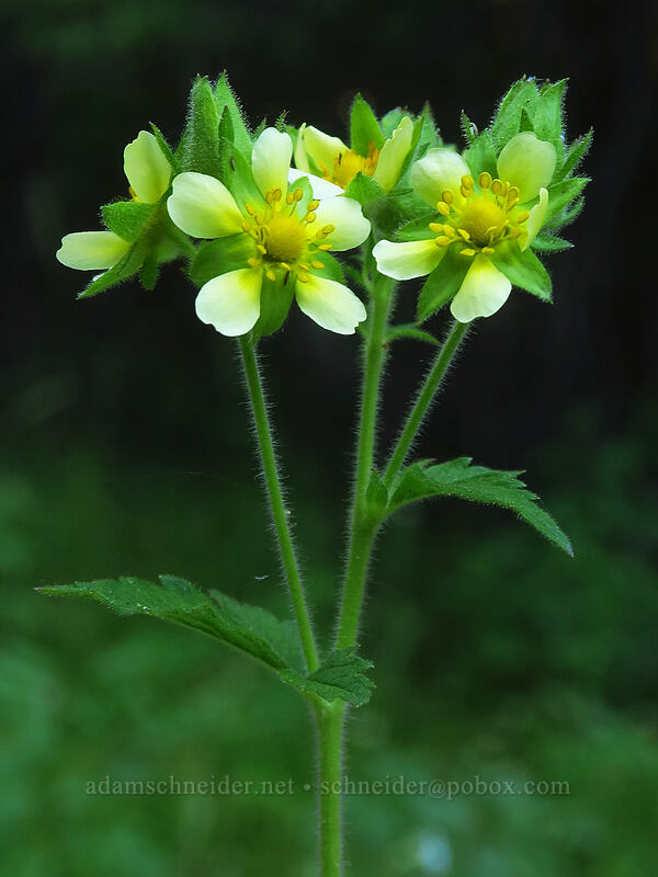 sticky cinquefoil (Drymocallis glandulosa (Potentilla glandulosa)) [Riley Creek Trail, Malheur National Forest, Grant County, Oregon]