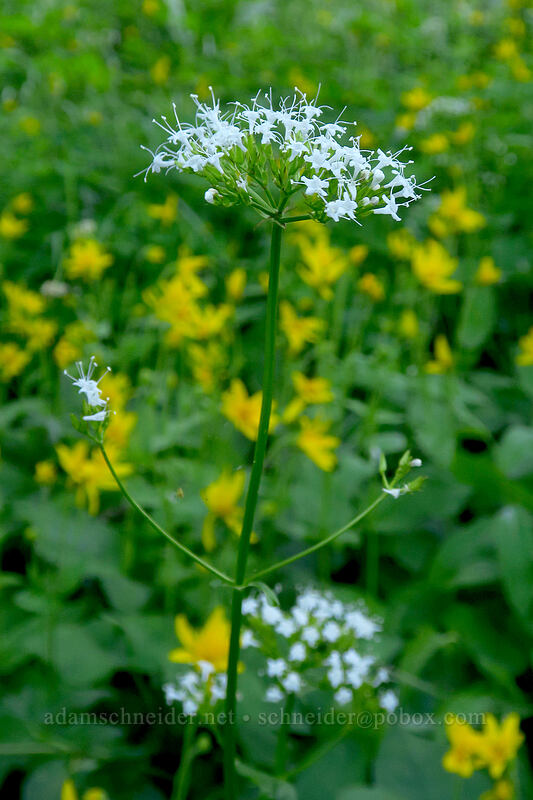 Sitka valerian (Valeriana sitchensis) [Riley Creek Trail, Malheur National Forest, Grant County, Oregon]