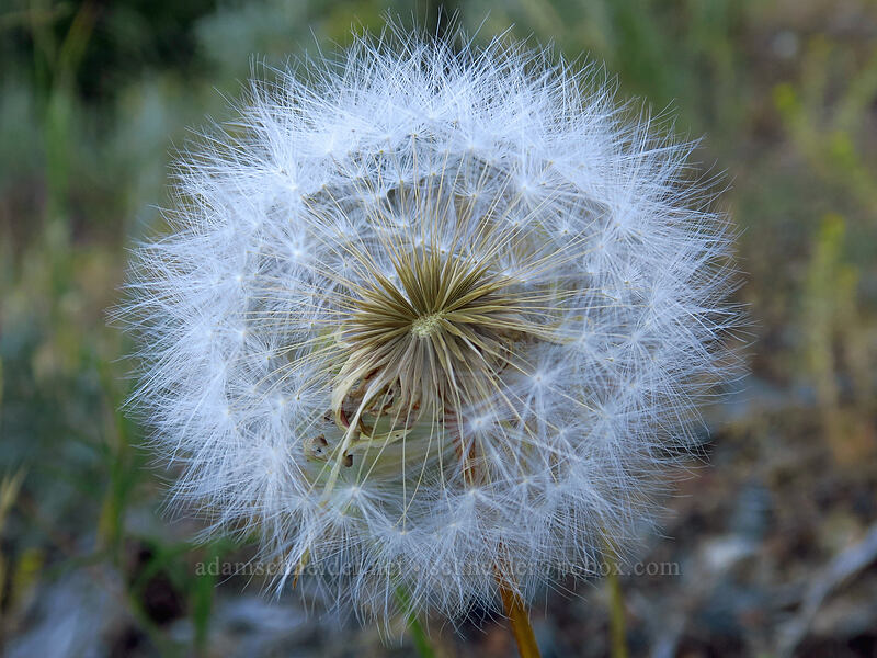 large-flower agoseris, gone to seed (Agoseris grandiflora) [Fields Peak Trail, Malheur National Forest, Grant County, Oregon]