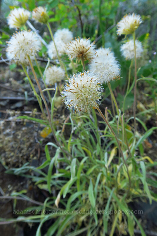 woolly goldenweed, gone to seed (Stenotus lanuginosus var. lanuginosus (Haplopappus lanuginosus)) [Fields Peak Trail, Malheur National Forest, Grant County, Oregon]