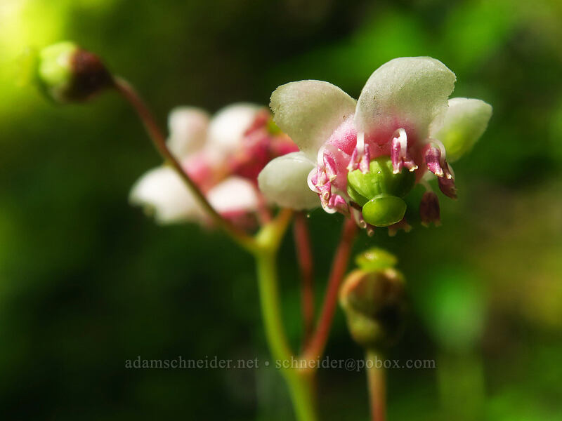pipsissewa (Chimaphila umbellata) [Putvin Trail, Olympic National Forest, Mason County, Washington]