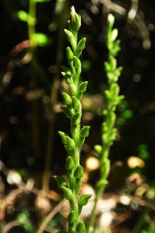 rattlesnake-plantain orchid (Goodyera oblongifolia) [Putvin Trail, Olympic National Forest, Mason County, Washington]