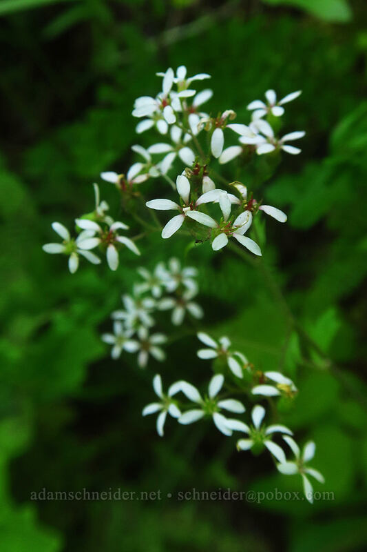 coast boykinia (Boykinia occidentalis) [Putvin Trail, Olympic National Forest, Mason County, Washington]