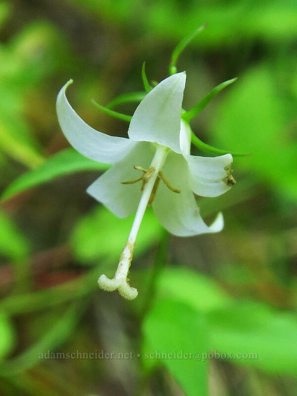 Scouler's harebell (Campanula scouleri) [Putvin Trail, Olympic National Forest, Mason County, Washington]