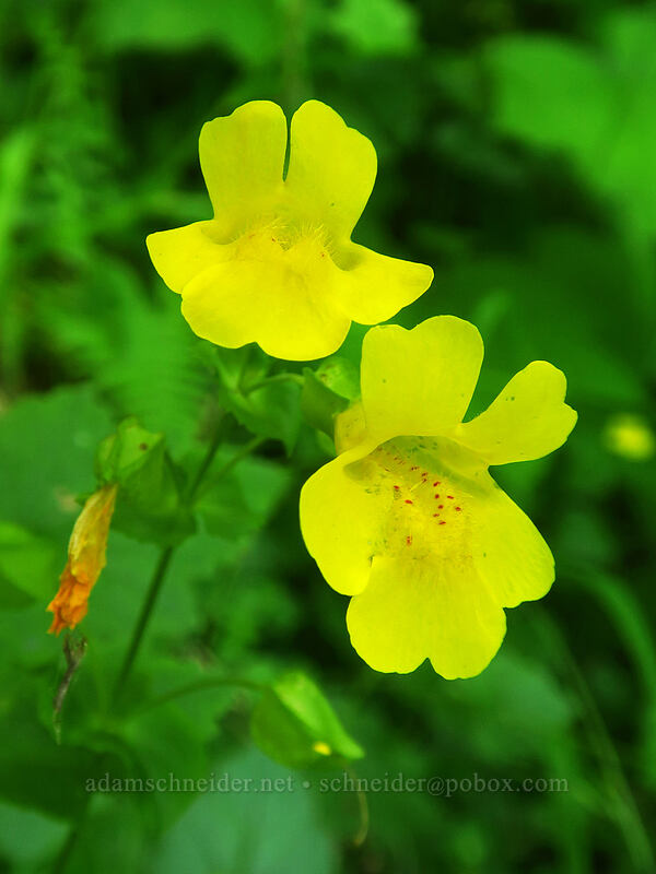 yellow monkeyflower (Erythranthe guttata (Mimulus guttatus)) [Putvin Trail, Mount Skokomish Wilderness, Mason County, Washington]
