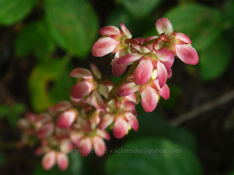 pink pyrola (Pyrola asarifolia) [Putvin Trail, Mount Skokomish Wilderness, Mason County, Washington]