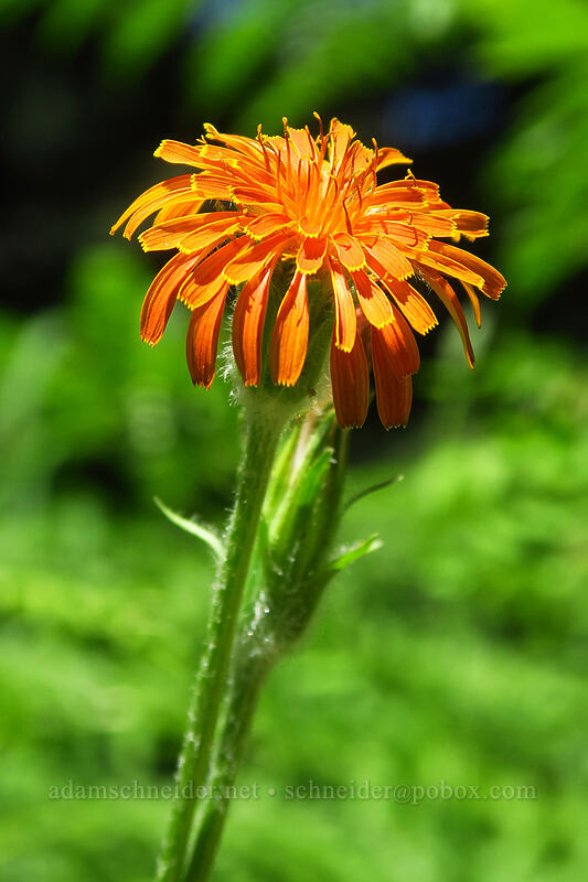 orange agoseris (Agoseris aurantiaca) [Putvin Trail, Mount Skokomish Wilderness, Mason County, Washington]