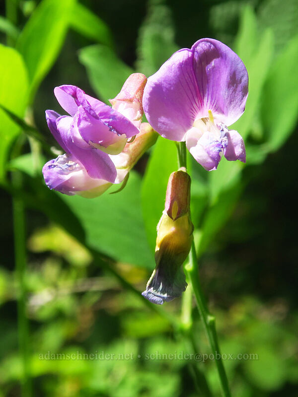 Sierra pea-vine (Lathyrus nevadensis) [Putvin Trail, Mount Skokomish Wilderness, Mason County, Washington]