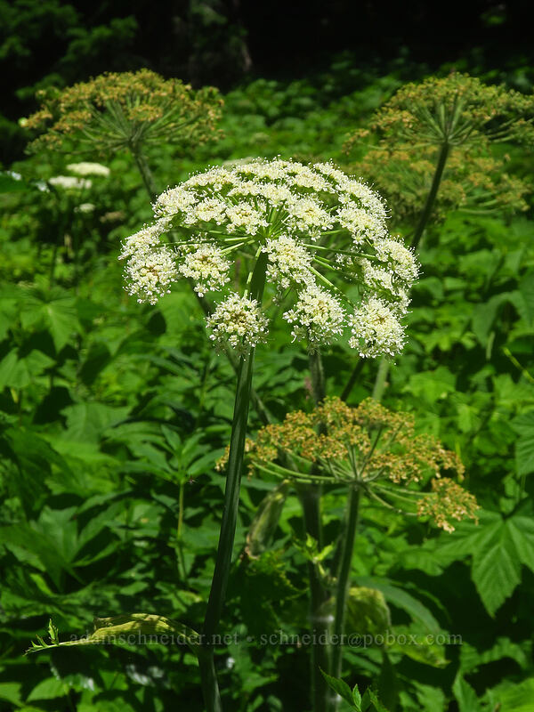 sharp-tooth angelica (Angelica arguta) [Putvin Trail, Mount Skokomish Wilderness, Mason County, Washington]