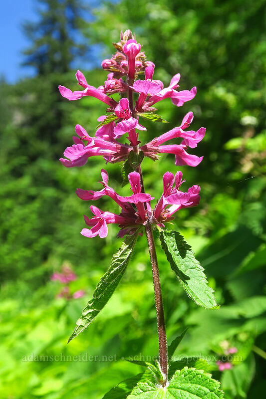 Cooley's hedge-nettle (Stachys cooleyae (Stachys chamissonis var. cooleyae)) [Putvin Trail, Mount Skokomish Wilderness, Mason County, Washington]