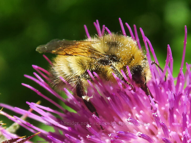 yellow-headed bumblebee on edible thistle (Bombus flavifrons, Cirsium edule) [Putvin Trail, Mount Skokomish Wilderness, Mason County, Washington]
